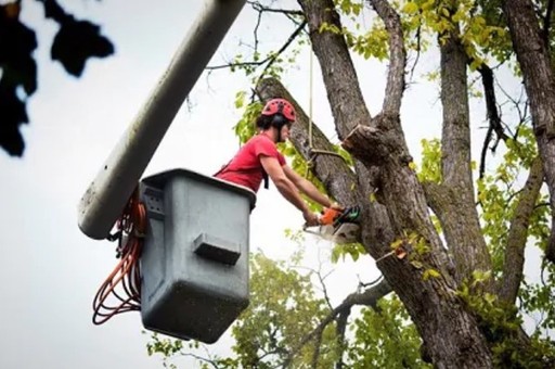Tree Service South Shore MA.jpg